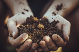 healthy soil