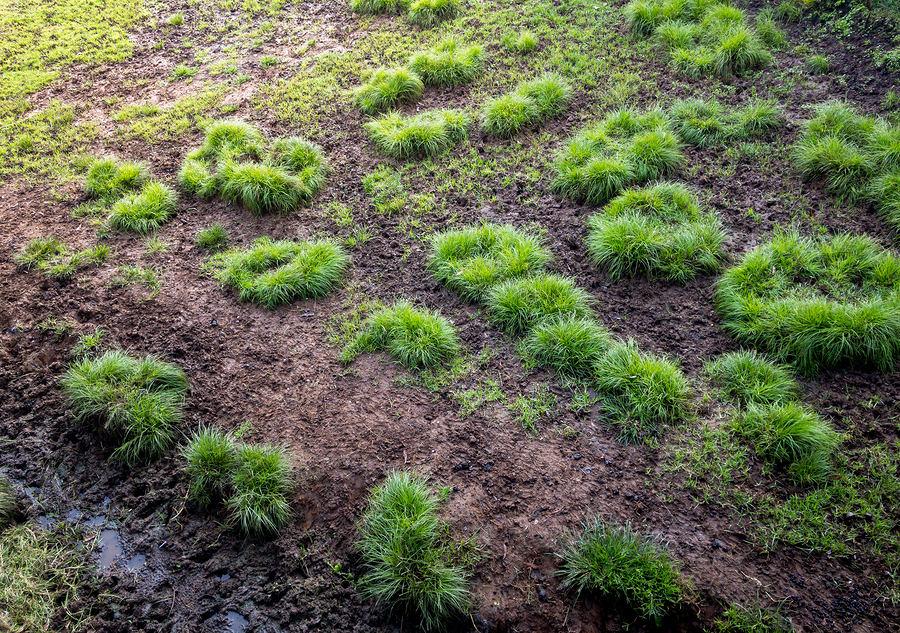 golf course management