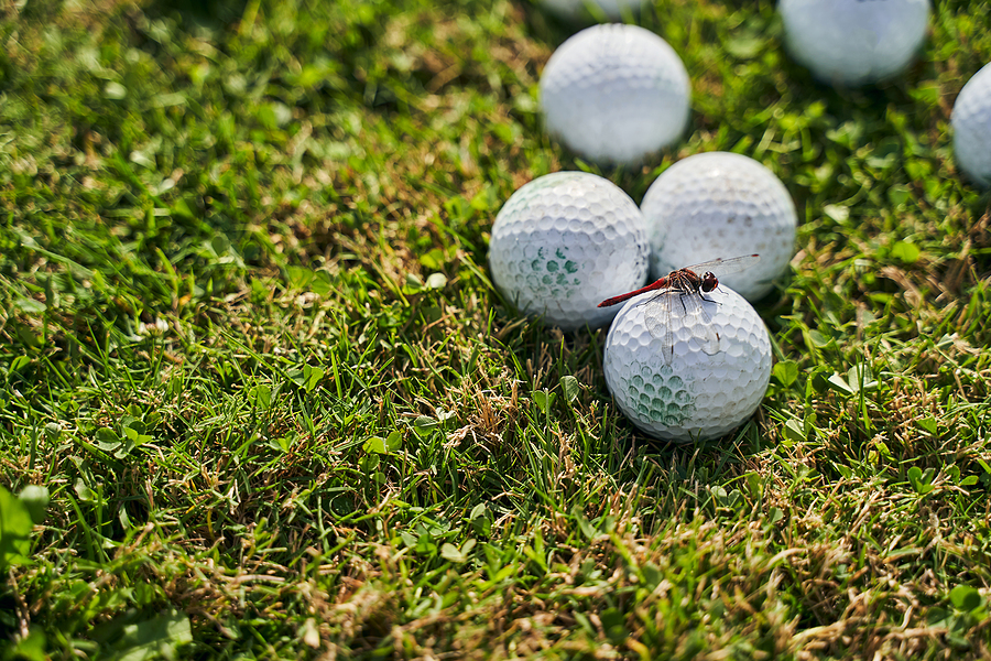 turfgrass damage