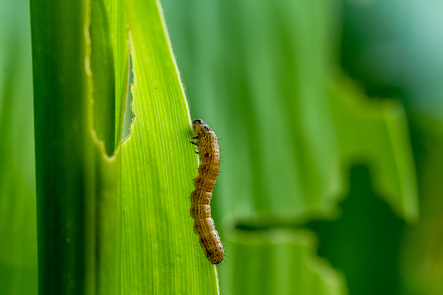 fall armyworm